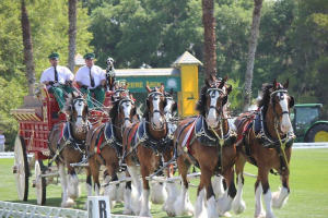 The Budweiser Clydesdale's. (Photo courtesy of PicsofYou.com)