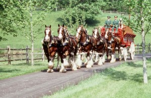 Superbowl commercial stars and heralds of American equestrian tradition, the Budweiser Clydesdales will be performing at the 2014 Live Oak International. (Photo courtesy of Budweiser)